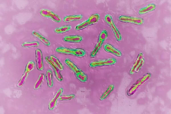 Clostridium-botulinum-600x400-1
