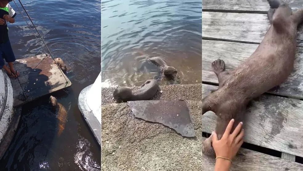 apos-virar-atracao-em-cidade-no-am-ariranha-e-encontrada-morta-fotos-reproducao