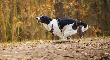 cachorro-14062023155015432