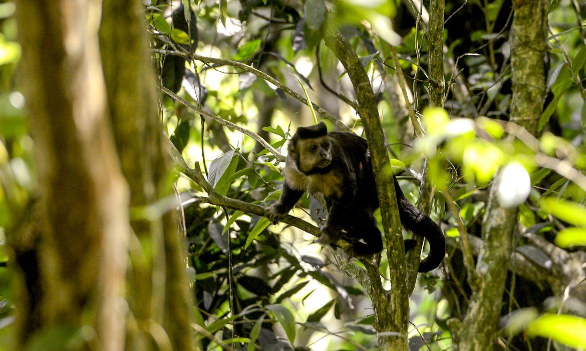 tmazs_abr_floresta_da_tijuca_1412222981