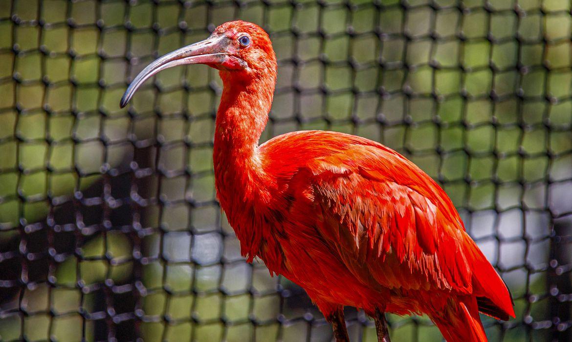 scarlet-ibis-1682079605d8j