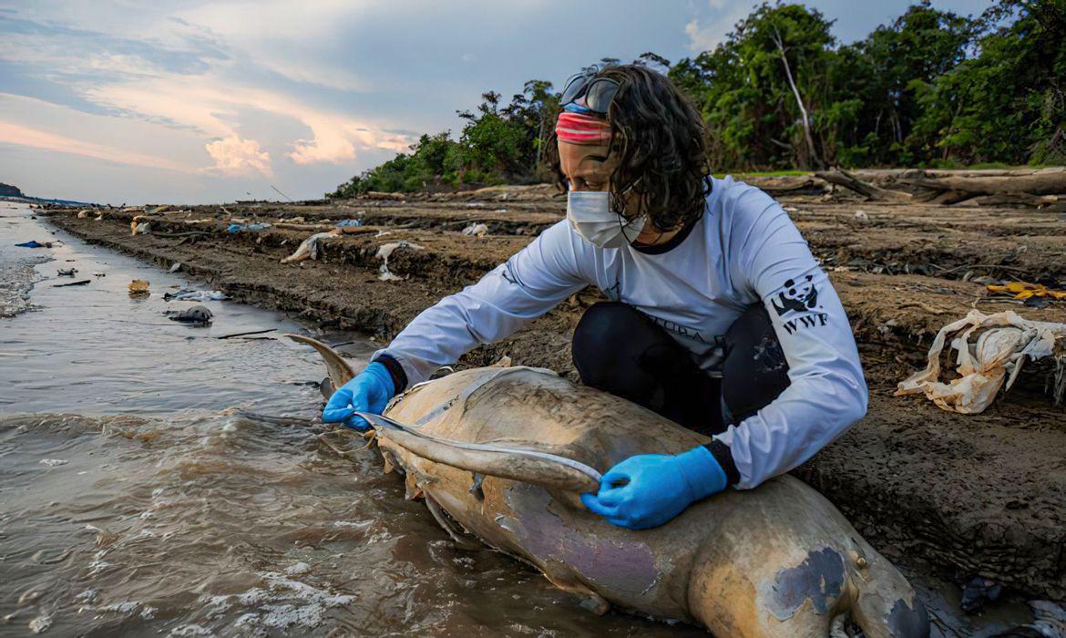 Mais dez carcaças de botos foram encontradas no Lago Tefé