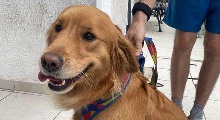 cadela-da-raca-golden-retriver-e-resgatada-apos-ser-roubada-com-carro-da-familia-em-sp-02112023125906159