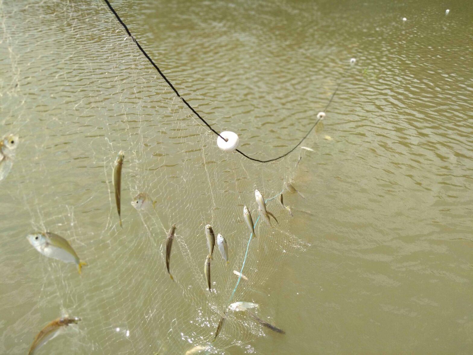 FAPEAM-_-Composicao_de_especies_-ACERVO-DA-PESQUISADORA-_Cristhiana_Ropke-1-1568x1176-1