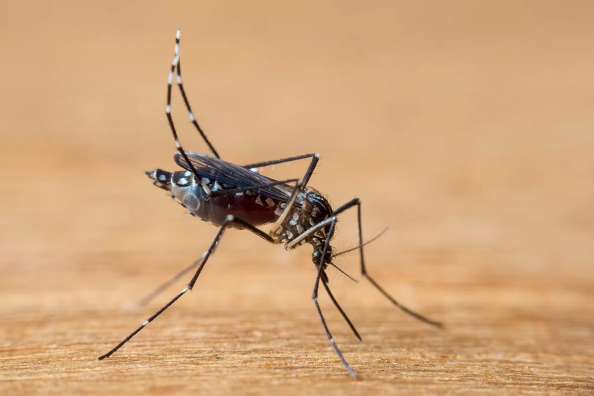 aedes-aegypti-1