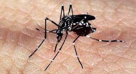 aedes-aegypti-18032024181803819