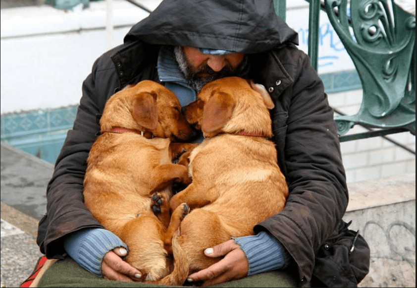 dogs