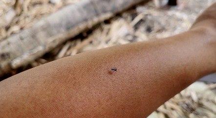 record-brasilia-dengue-mosquito-casos-de-dengue-surto-de-dengue-21022024121940250