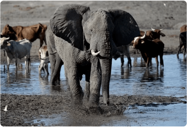 elefante21