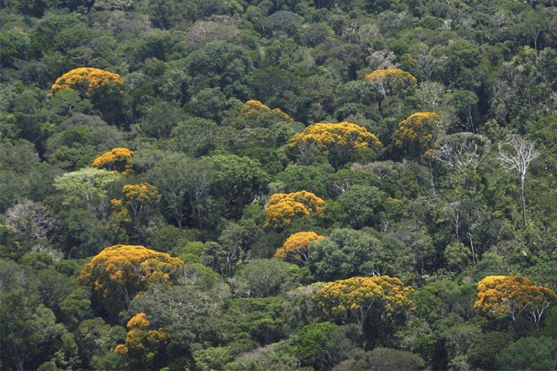 floresta-amazonica