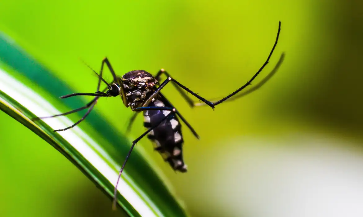 mosquito-4998145-1