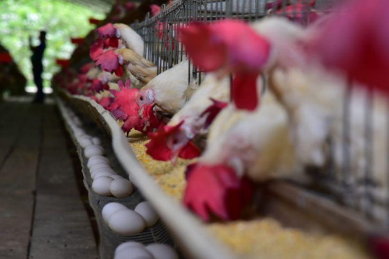 producao-de-galinhas-de-ovos