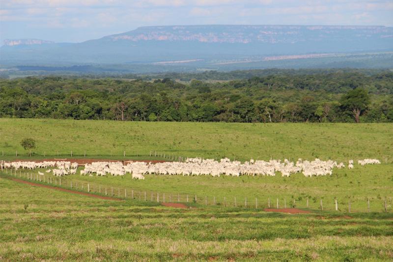 gado-fazenda