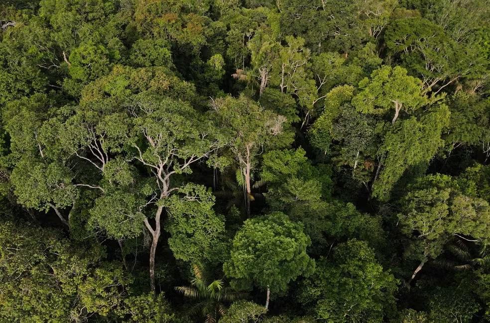 amazonia