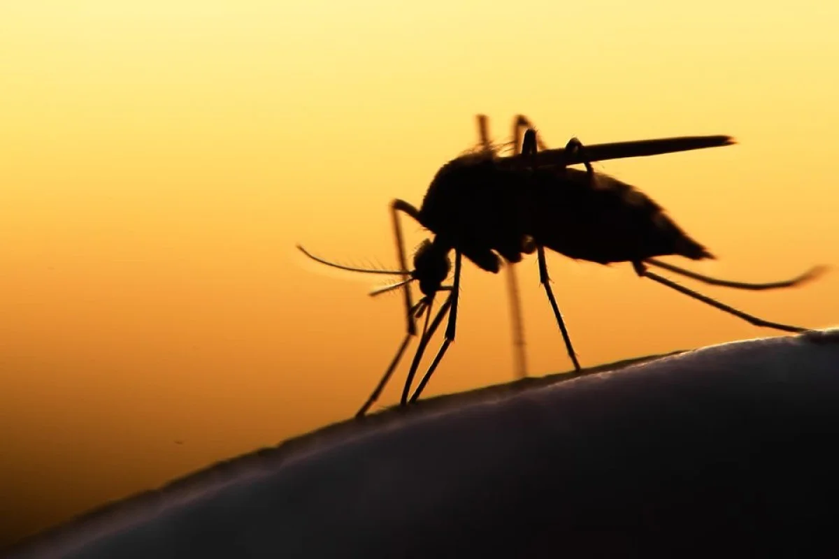 5-malaria-africa-oms