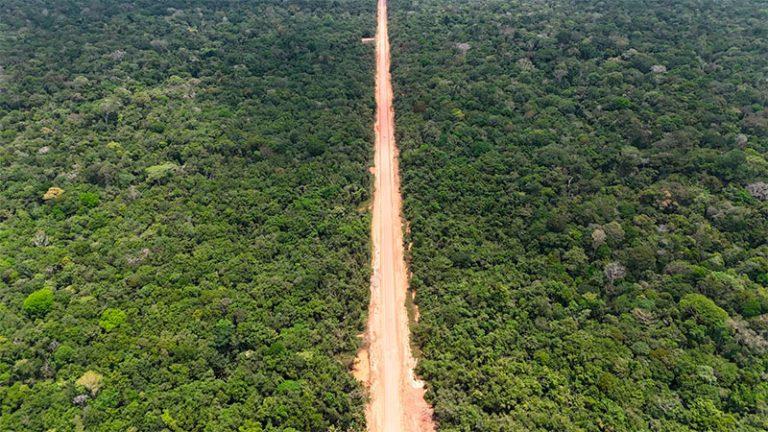 BR-319-floresta-768x432