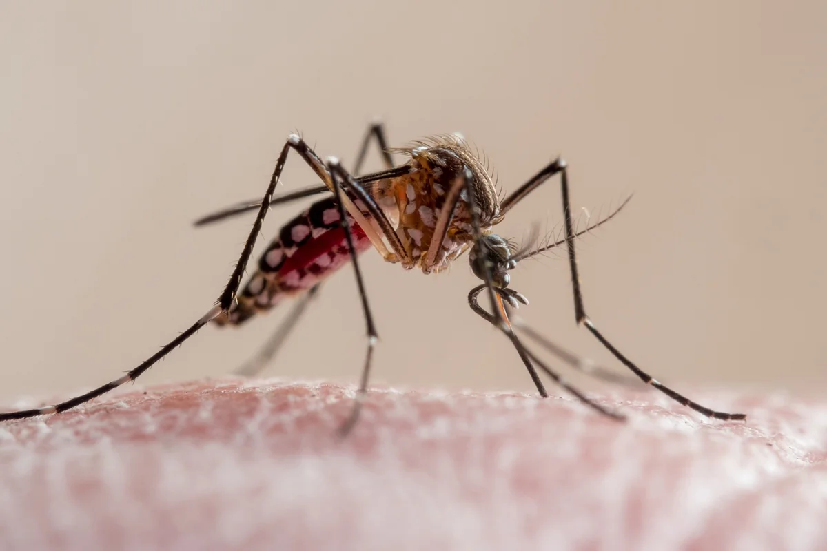 mosquito-malaria-dengue